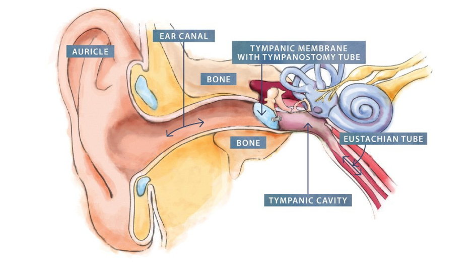 auditory tube of ear